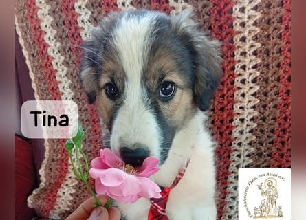 Tina – Manchmal braucht das Glück nur ein kleines Körbchen!