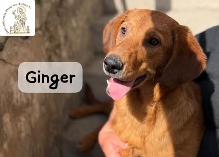 Ginger – wenn aus einem Funken ein kleines Feuerwerk wird!
