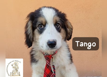 Tango – die Welt ist groß – aber ein Zuhause ist das Größte!