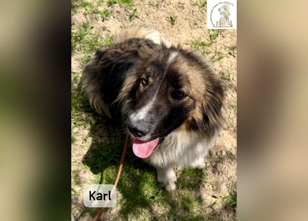 Karl – ein echtes Unikat auf vier Pfoten!