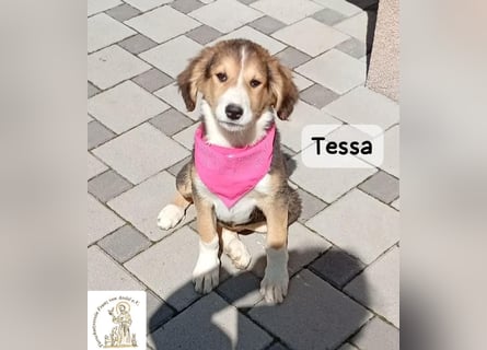 Tessa – manche Schätze findet man auf vier Pfoten!