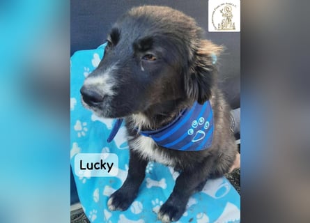 Lucky – kleiner Forscher auf vier Pfoten!