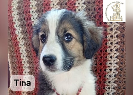 Tina – Manchmal braucht das Glück nur ein kleines Körbchen!