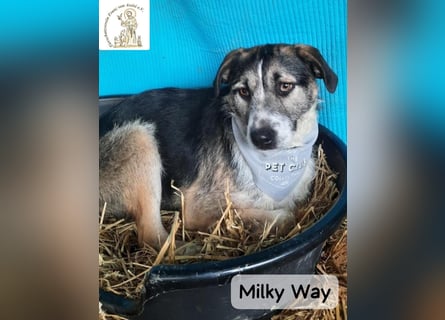 Milky Way – nicht laut, aber genau richtig!