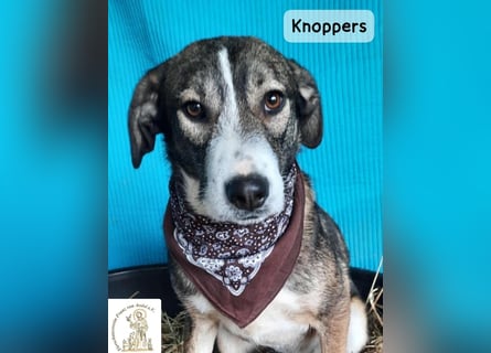 Knoppers – zuerst zurückhaltend, später zum Verlieben!