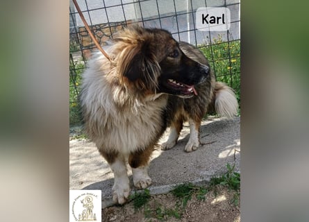 Karl – ein echtes Unikat auf vier Pfoten!