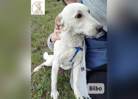 Bilbo – verliebt ins Leben und bereit für dich!