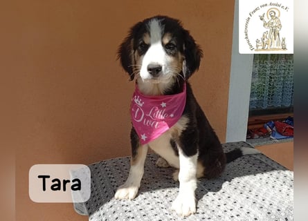Tara – jemanden zum Bleiben finden, das wäre schön!