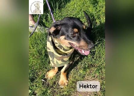 Hektor – mittendrin statt brav daneben!