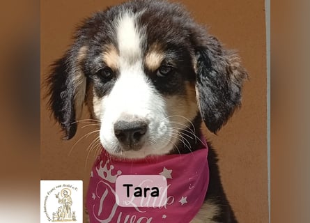 Tara – jemanden zum Bleiben finden, das wäre schön!