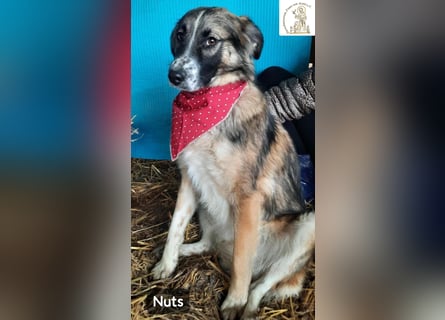 Nuts – leise beginnen, gemeinsam stärker werden!