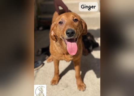 Ginger – wenn aus einem Funken ein kleines Feuerwerk wird!
