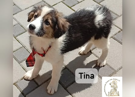 Tina – Manchmal braucht das Glück nur ein kleines Körbchen!
