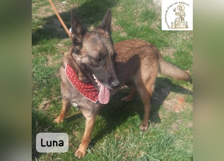 Luna – Köpfchen, Power und definitiv Pfeffer im Hintern!