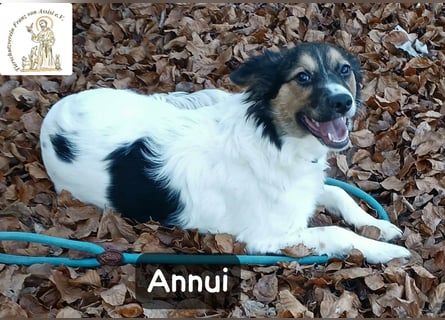 Annui – einmal gesehen, für immer im Kopf!