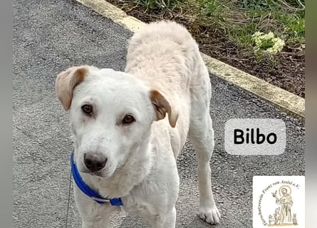 Bilbo – verliebt ins Leben und bereit für dich!