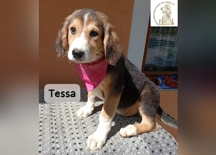 Tessa – manche Schätze findet man auf vier Pfoten!
