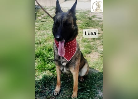 Luna – Köpfchen, Power und definitiv Pfeffer im Hintern!