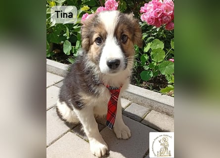 Tina – Manchmal braucht das Glück nur ein kleines Körbchen!