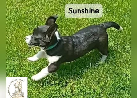 Sunshine – ein kleines Lächeln auf vier Pfoten!