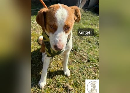 Ginger – vom Straßenabenteurer zum Kuschelprofi!