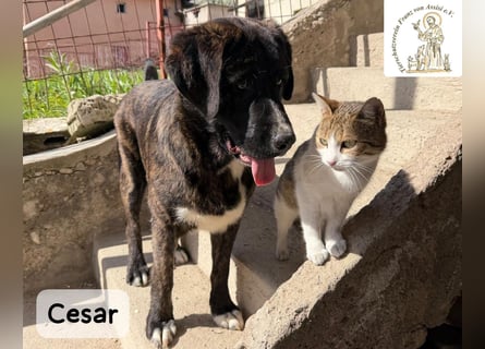 Cesar – ein großer Junge mit Honig im Herzen!