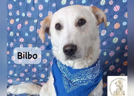 Bilbo – verliebt ins Leben und bereit für dich!