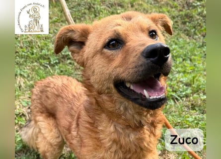Zuco – jung, klug, charmant – und ziemlich bereit fürs Zuhause!