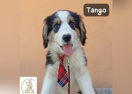 Tango – die Welt ist groß – aber ein Zuhause ist das Größte!