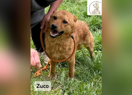 Zuco – jung, klug, charmant – und ziemlich bereit fürs Zuhause!