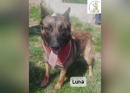 Luna – Köpfchen, Power und definitiv Pfeffer im Hintern!