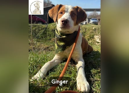 Ginger – vom Straßenabenteurer zum Kuschelprofi!