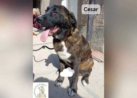 Cesar – ein großer Junge mit Honig im Herzen!