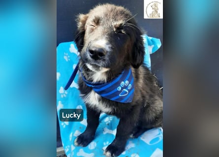 Lucky – kleiner Forscher auf vier Pfoten!