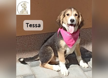 Tessa – manche Schätze findet man auf vier Pfoten!
