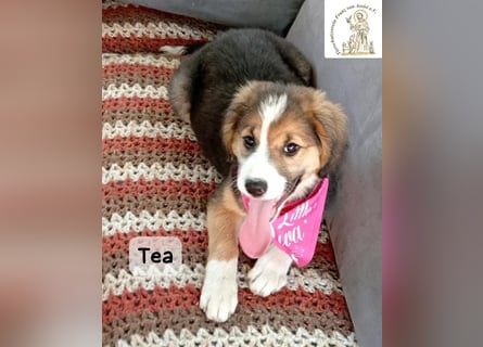 Tea – zu jung, um die Welt allein zu erobern!