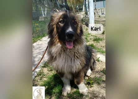 Karl – ein echtes Unikat auf vier Pfoten!