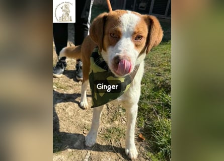 Ginger – vom Straßenabenteurer zum Kuschelprofi!