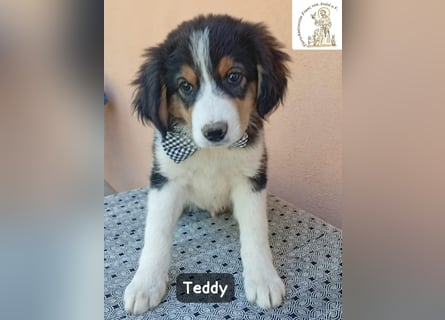 Teddy – talentiert in Kuscheln, Spielen und Unsinn machen!