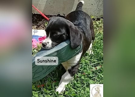 Sunshine – ein kleines Lächeln auf vier Pfoten!