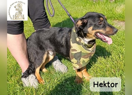 Hektor – mittendrin statt brav daneben!