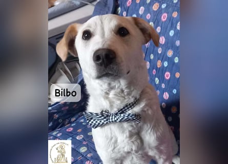 Bilbo – verliebt ins Leben und bereit für dich!