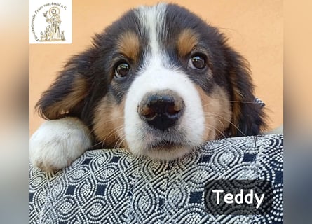 Teddy – talentiert in Kuscheln, Spielen und Unsinn machen!