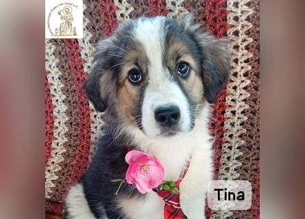 Tina – Manchmal braucht das Glück nur ein kleines Körbchen!