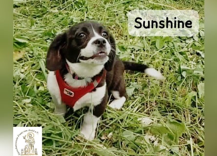 Sunshine – ein kleines Lächeln auf vier Pfoten!