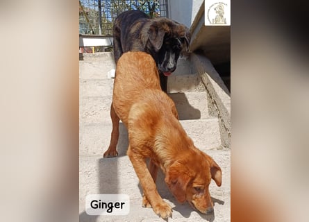 Ginger – wenn aus einem Funken ein kleines Feuerwerk wird!