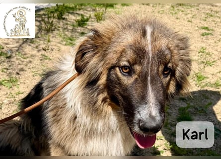 Karl – ein echtes Unikat auf vier Pfoten!