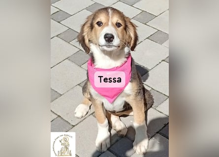 Tessa – manche Schätze findet man auf vier Pfoten!