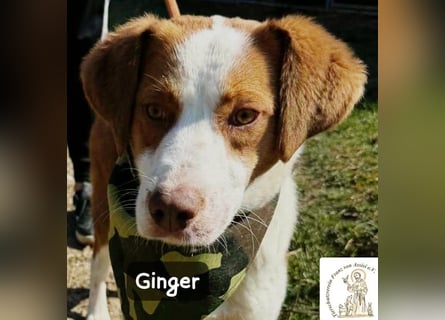 Ginger – vom Straßenabenteurer zum Kuschelprofi!