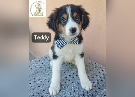 Teddy – talentiert in Kuscheln, Spielen und Unsinn machen!
